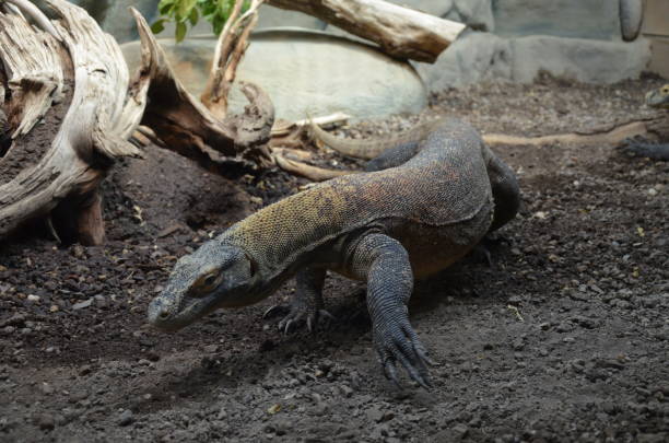 istock Komodo Dragon, the largest lizard in the world 1203831266