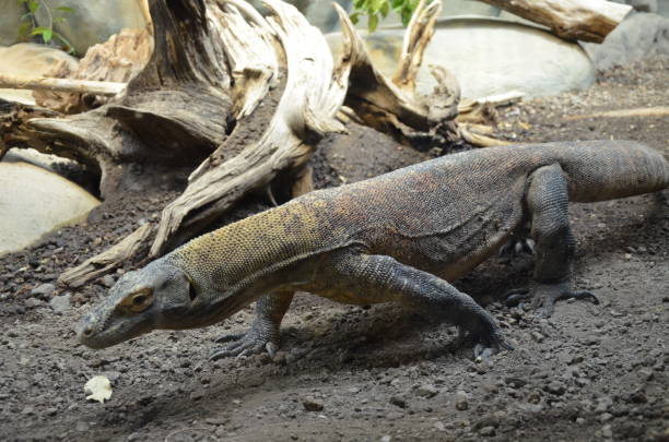 istock Komodo Dragon, the largest lizard in the world 1203831583