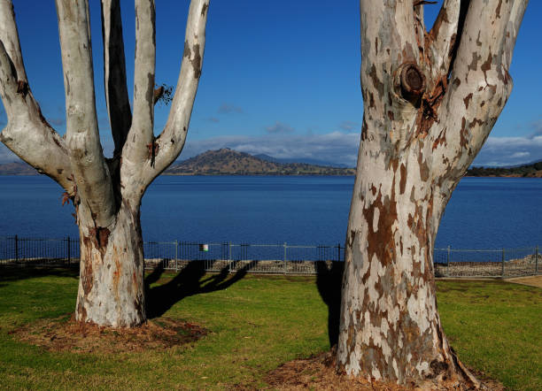 Picturesque Pair Of Trees On The Shore Of Lake Hume NSW Australia Picturesque Pair Of Trees On The Shore Of Lake Hume On A Sunny Autumn Day With Clear Blue Sky lake murray stock pictures, royalty-free photos & images