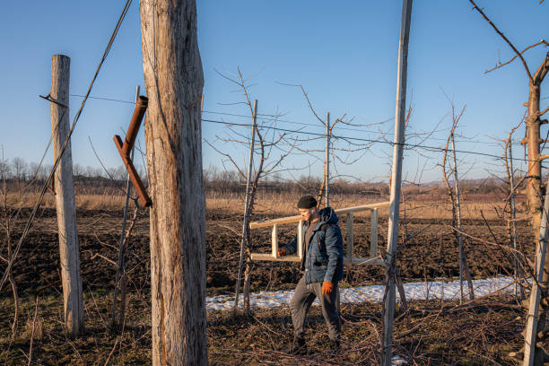 istock Confident young man gardener dressed in blue jacket, black hat and orange work gloves, with white airpods in his ear walks among his fruit garden and holds wooden ladder on his shoulder 1203832450