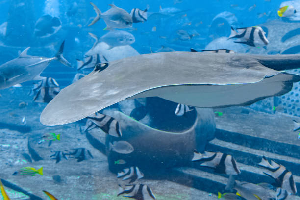 istock Sting ray swimming underwater. The short-tail stingray or smooth stingray (Bathytoshia brevicaudata) is a common species of sting-ray in the family Dasyatidae. Atlantis, Sanya, Hainan, China. 1203832709