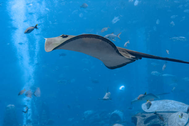 istock Sting ray swimming underwater. The short-tail stingray or smooth stingray (Bathytoshia brevicaudata) is a common species of sting-ray in the family Dasyatidae. Atlantis, Sanya, Hainan, China. 1203832729
