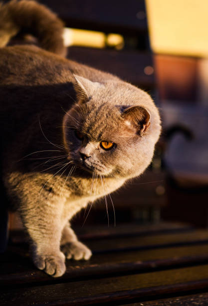 istock Sweet cat outdoors 1203832772