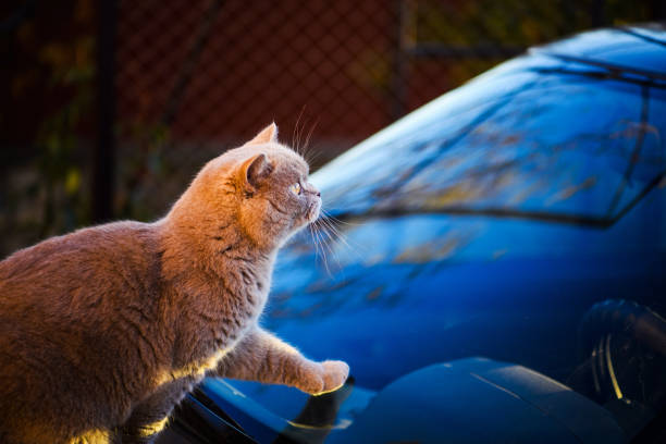 istock Sweet cat sitting on the car 1203832797