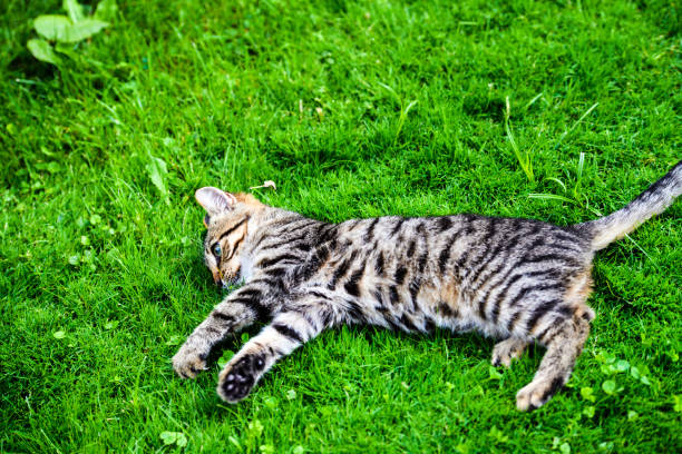 istock cat with amazing eyes on green grass 1203832976