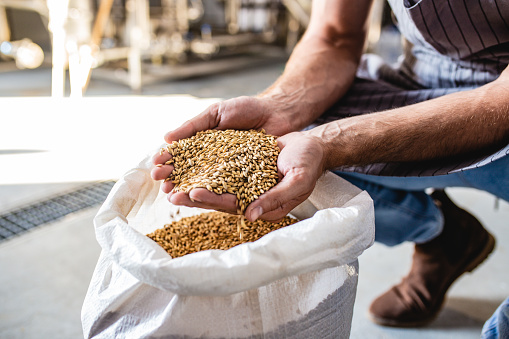 Wheat in the hands of a man working at a craft beer factory