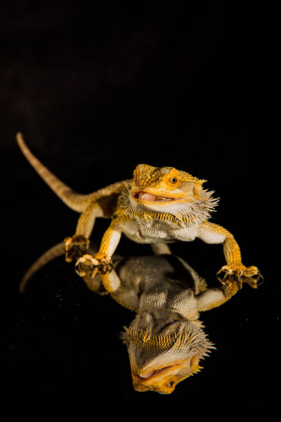 istock Agama bearded dragon reptile on black background 1203834970