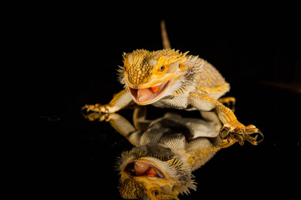istock Agama bearded dragon reptile on black background 1203834992