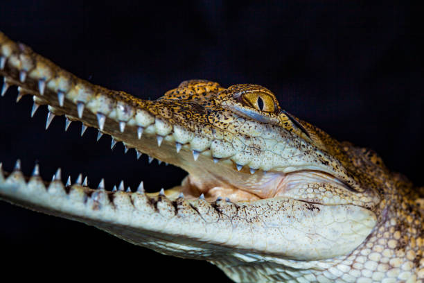 istock Fresh water crocodile - native animal in northern Australia, studio 1203835116