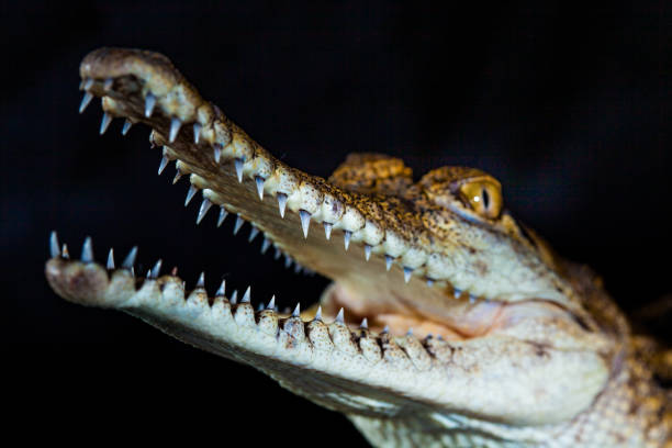 istock Fresh water crocodile - native animal in northern Australia, studio 1203835137