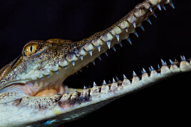 istock Fresh water crocodile - native animal in northern Australia, studio 1203835166