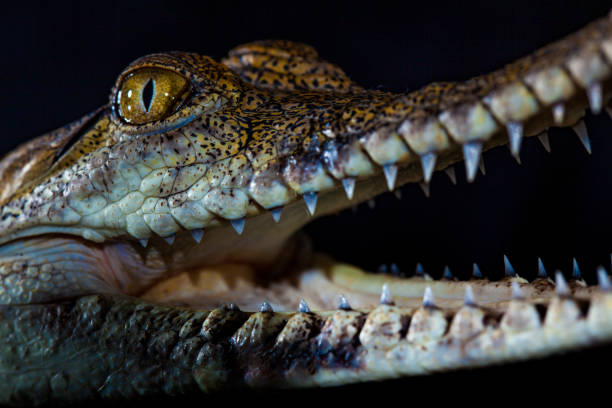 istock Fresh water crocodile - native animal in northern Australia, studio 1203835180