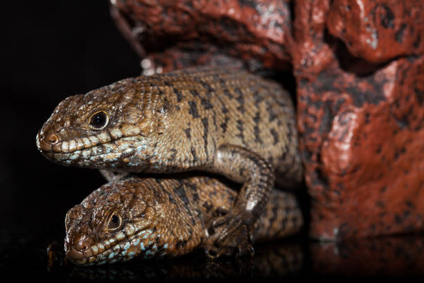 Pair of Cunningham skinks - Egernia cunninghami - skink species, Australia Pair of Cunningham skinks - Egernia cunninghami - skink species native to Australia egernia stock pictures, royalty-free photos & images