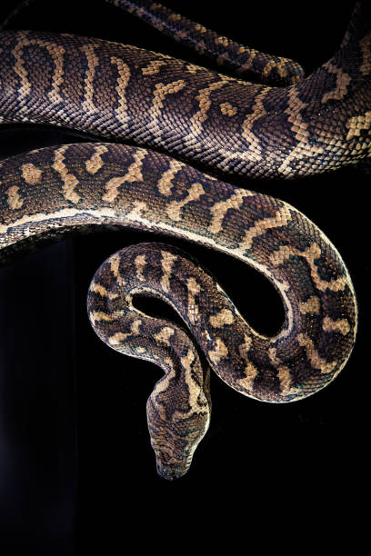 1,300+ Regius Python Stock Photos and Royalty-Free Pictures - iStock