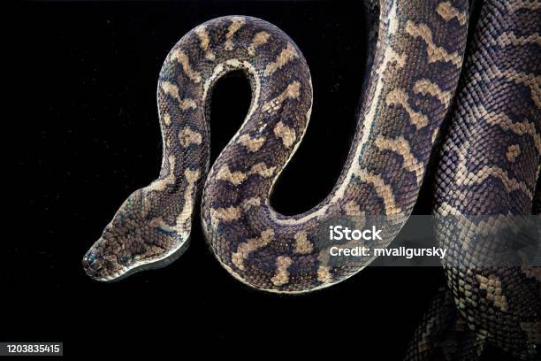 Royal Python Or Ball Python Stock Photo - Download Image Now - Animal ...