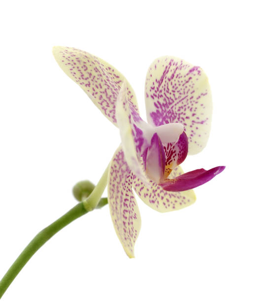 istock Pink orchid flowers. 1203835474