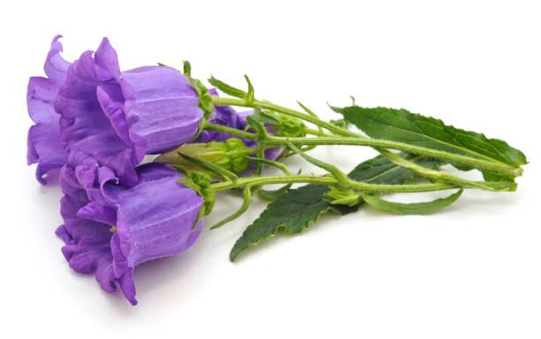 istock Purple foxglove flowers. 1203835514