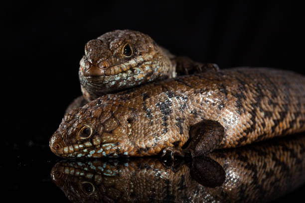 Pair of Cunningham skinks - Egernia cunninghami - skink species, Australia Pair of Cunningham skinks - Egernia cunninghami - skink species native to Australia egernia stock pictures, royalty-free photos & images