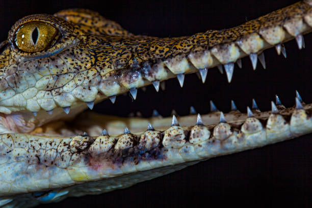istock Fresh water crocodile - native animal in northern Australia, studio 1203836200