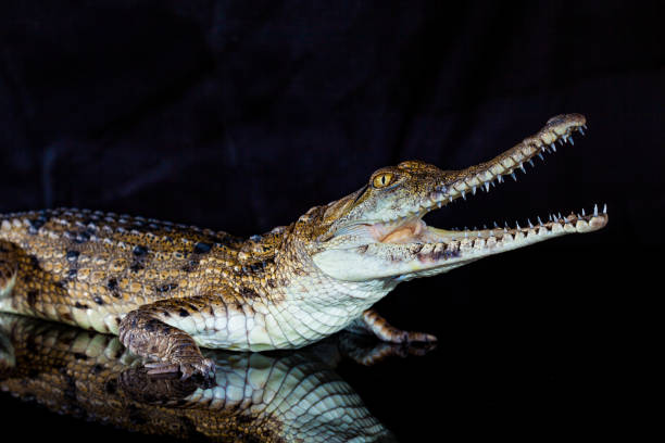 istock Fresh water crocodile - native animal in northern Australia, studio 1203836257