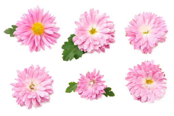 istock Chrysanthemum bright pink flower with green leaf isolated on white background. top view 1203836259