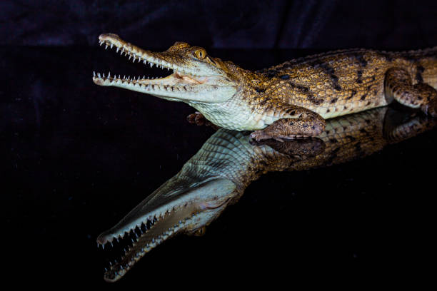 istock Fresh water crocodile - native animal in northern Australia, studio 1203836296