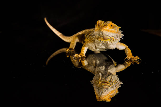 istock Agama bearded dragon reptile on black background 1203836402