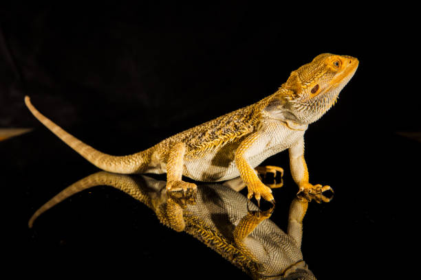 istock Agama bearded dragon reptile on black background 1203836418