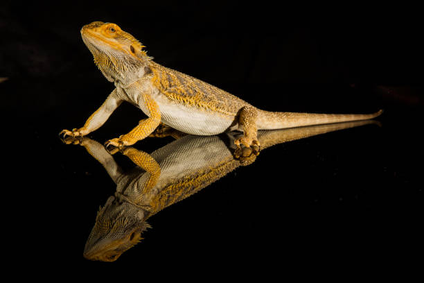 istock Agama bearded dragon reptile on black background 1203836431