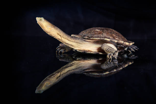 istock Australian eastern long-necked turtle in heavy rain on black mirror 1203836661