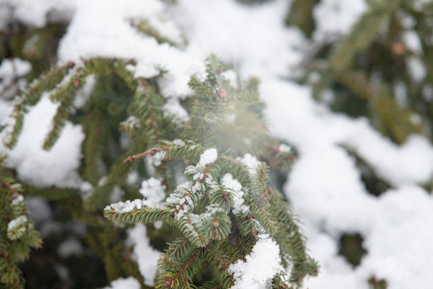 Nature in winter. Backgrounds. Snow on the tree.