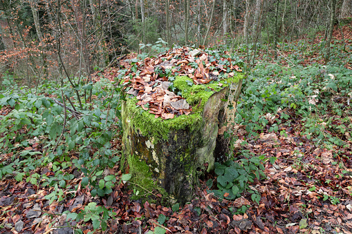 tree stump with autumn leaves, ivy and moss during the day with cloudy weather