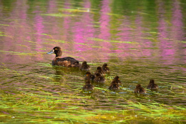 Wild ducks on a still pond