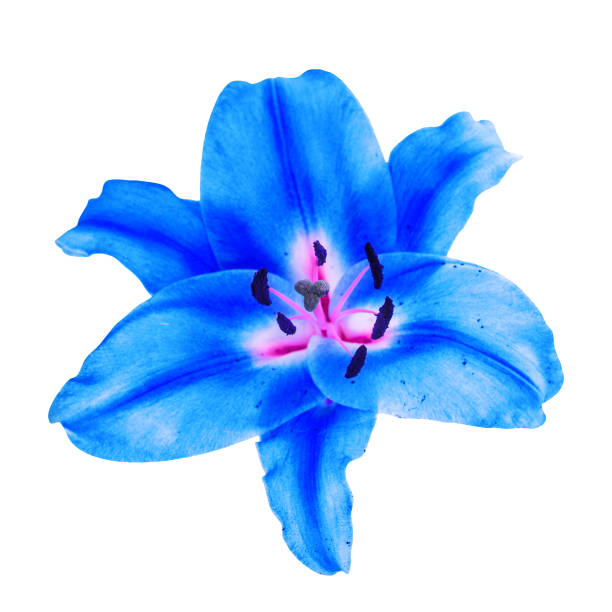 istock Blue lily flower isolated white background clipping path 1203840557