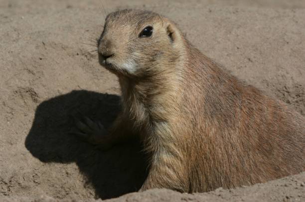 istock North American Prairie Dog Cameo 1203843057