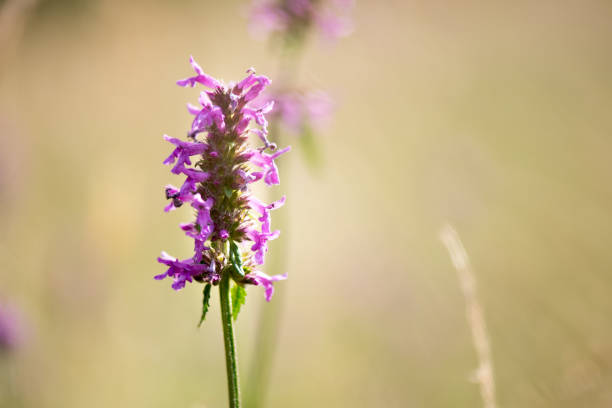 istock Wild flower. Small inflorescences. 1203844223