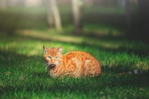 Cute cat under sunshine at park