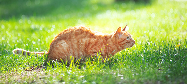 Cute cat under sunshine at park