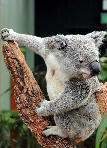 istock Awake Koala Bear Climbing In A Tree NSW Australia 1203845263
