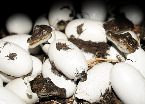 Cute Australian Saltwater Baby Crocodiles Hatching From Eggs And Conquering The World