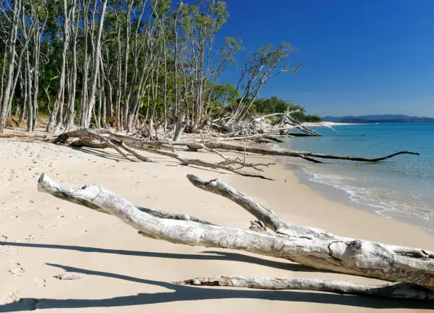 Knobby Trunks On the Wonderful White Sand Putney Beach On Tropical Great Keppel Island On A Sunny Day With Clear Blue Sky