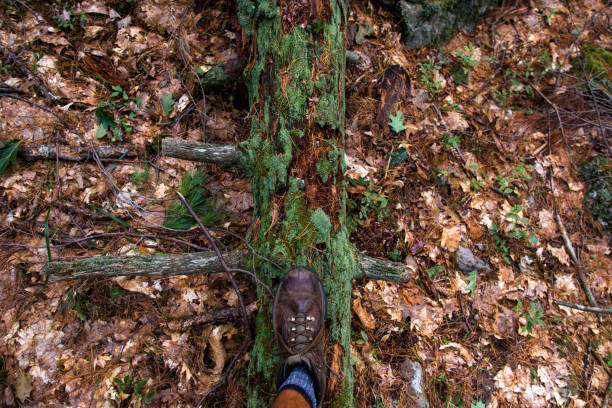 Hiking Boot in the Leaves stock photo