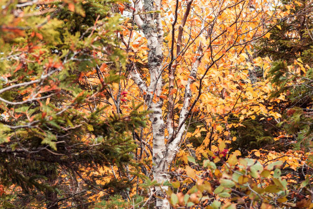 Yellow Leaves of an Autumn Birch Tree stock photo