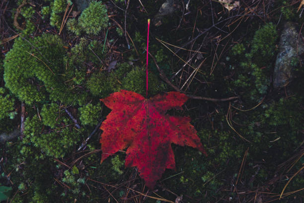 Vibrant Maple Leaf in the Forest stock photo