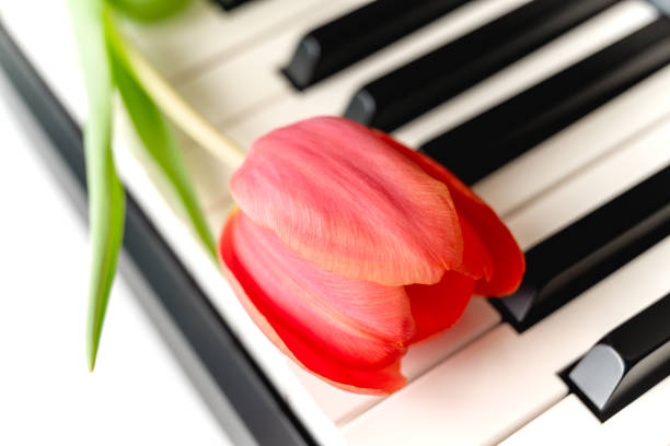 Tulip flower on a piano, close up