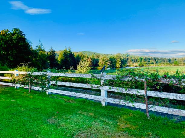Washington State — Countryside Pasture stock photo