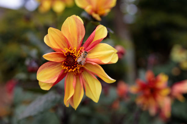 Bumblebee, (bombus) on a Zinnia.