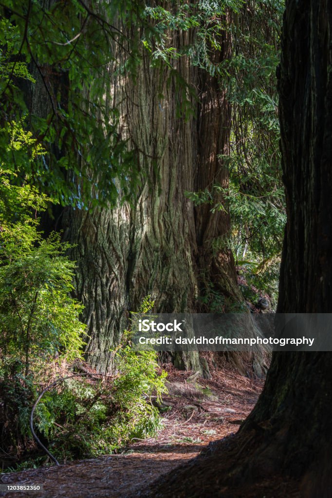 Redwood trees Redwood trees, California, Orick, Prairie Creek Redwoods State Park, Winter Beauty Stock Photo