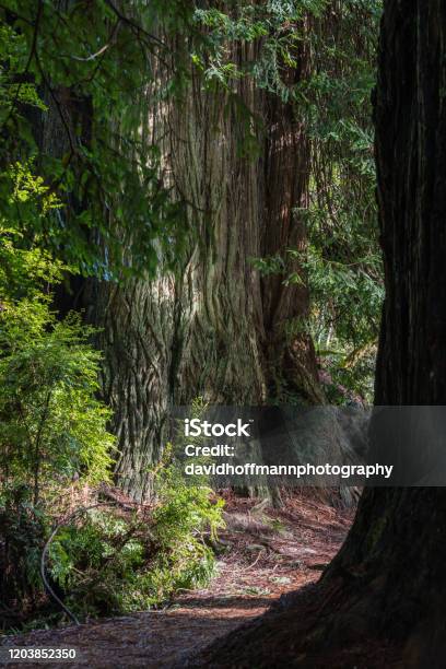 Redwood Trees Stock Photo - Download Image Now - Beauty, California, Coastline