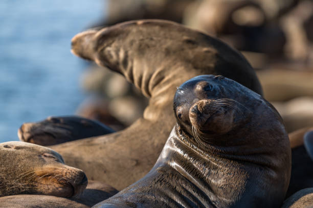 istock Steller Sea Lions 1203852369